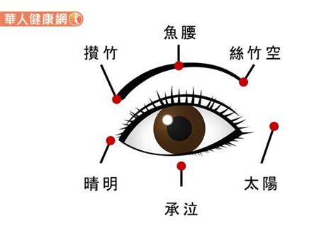 眼睛位置|人類眼睛